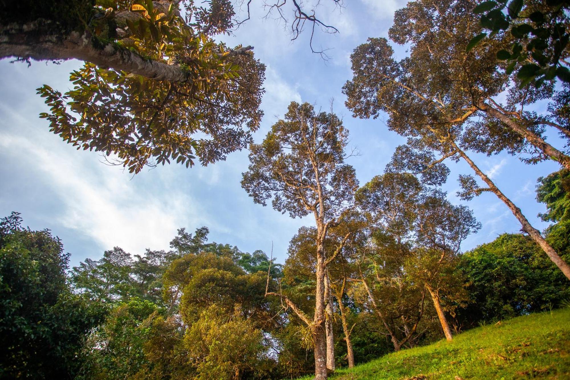 Vila The Dusun Seremban Exteriér fotografie